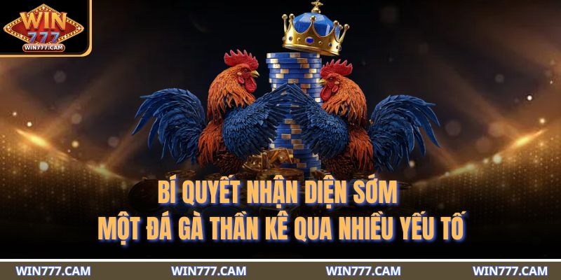 Bí quyết nhận diện sớm một đá gà thần kê qua nhiều yếu tố