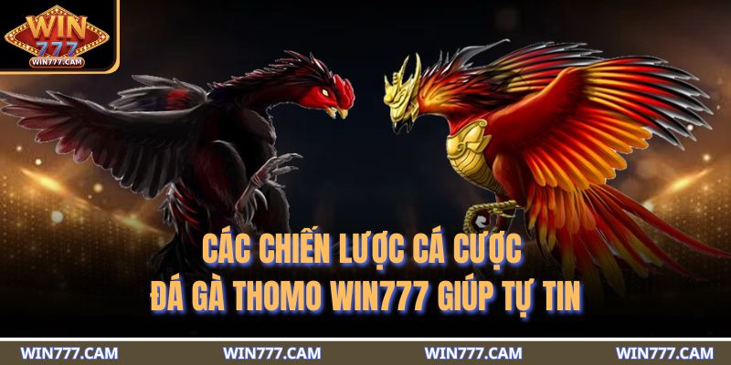 Các chiến lược cá cược đá gà Thomo WIN777 giúp tự tin