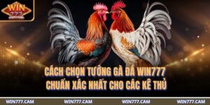 cách chọn tướng gà đá