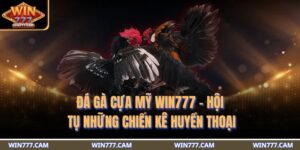 đá gà cựa Mỹ WIN777