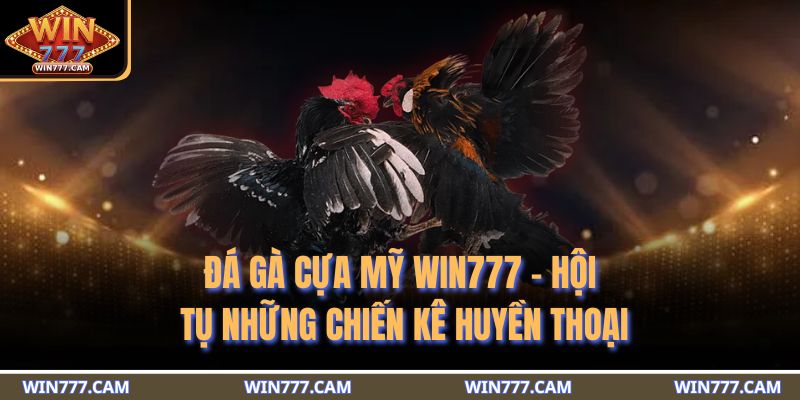 đá gà cựa Mỹ WIN777