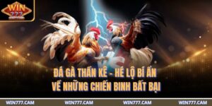đá gà thần kê