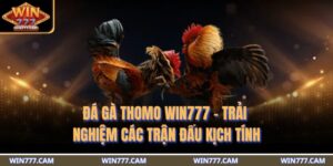 đá gà Thomo WIN777