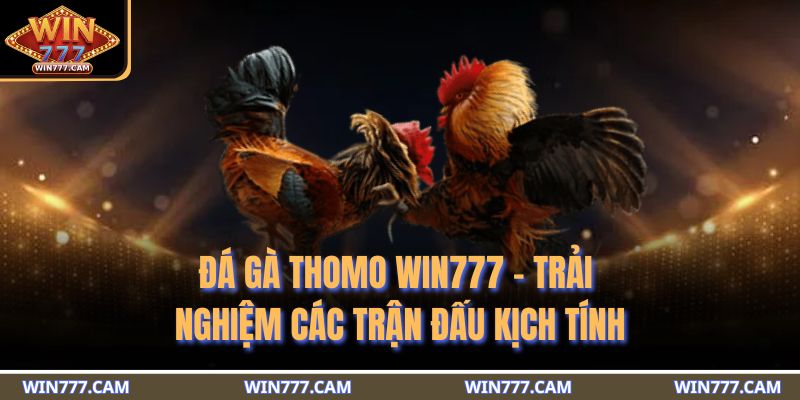 đá gà Thomo WIN777