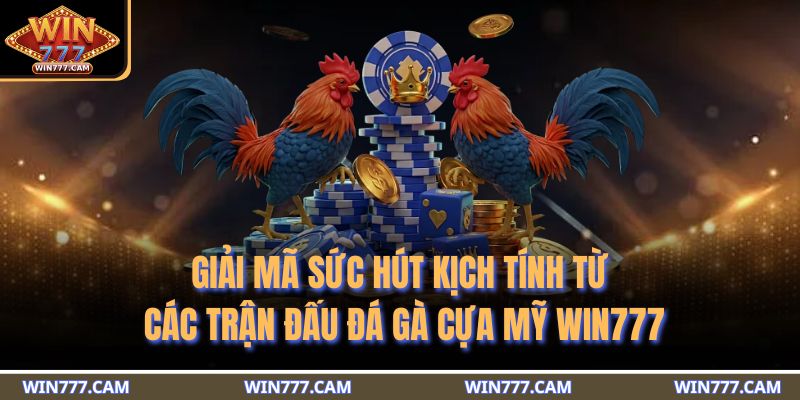 Giải mã sức hút kịch tính từ các trận đấu đá gà cựa Mỹ WIN777
