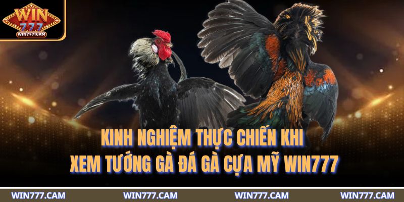 Kinh nghiệm thực chiến khi xem tướng gà đá gà cựa Mỹ WIN777