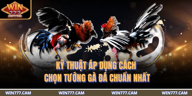 Kỹ thuật áp dụng cách chọn tướng gà đá chuẩn nhất
