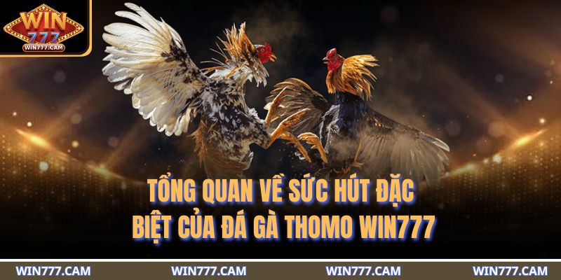 Tổng quan về sức hút đặc biệt của đá gà Thomo WIN777 